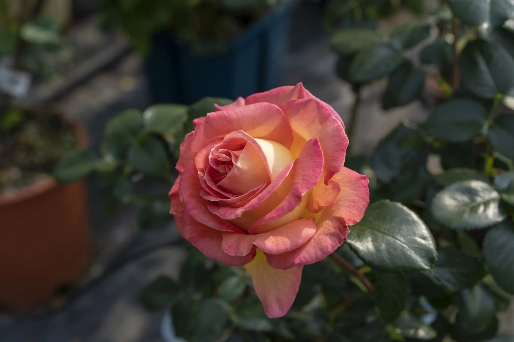 Coltivazione e potatura delle rose