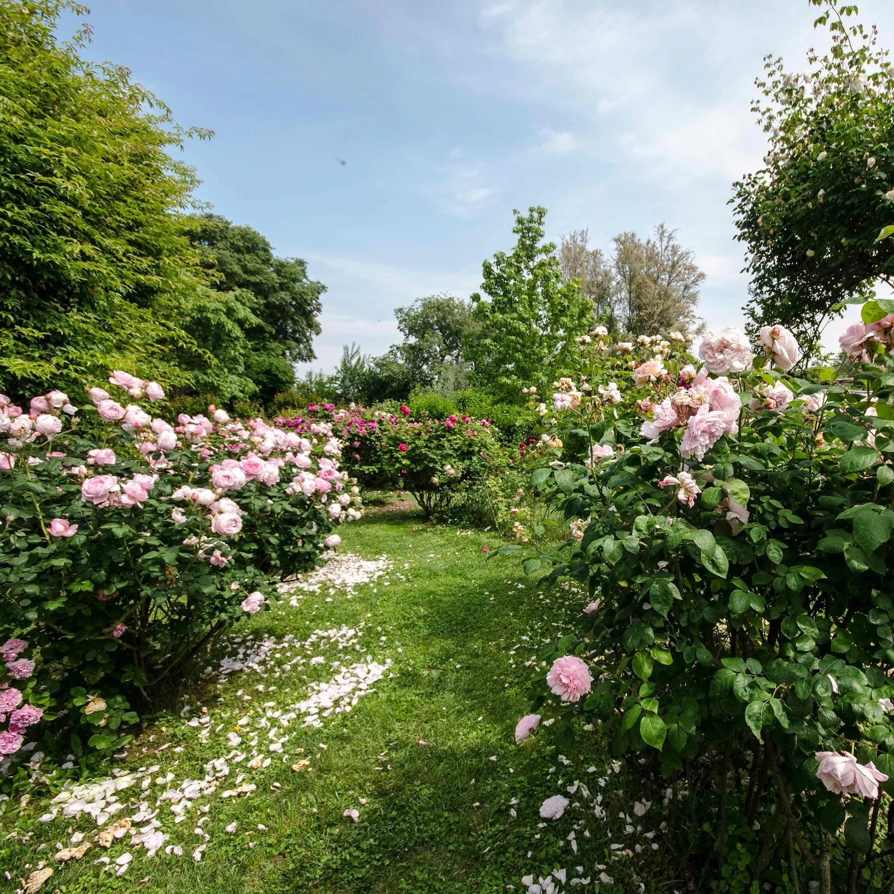 Labirinti e rose