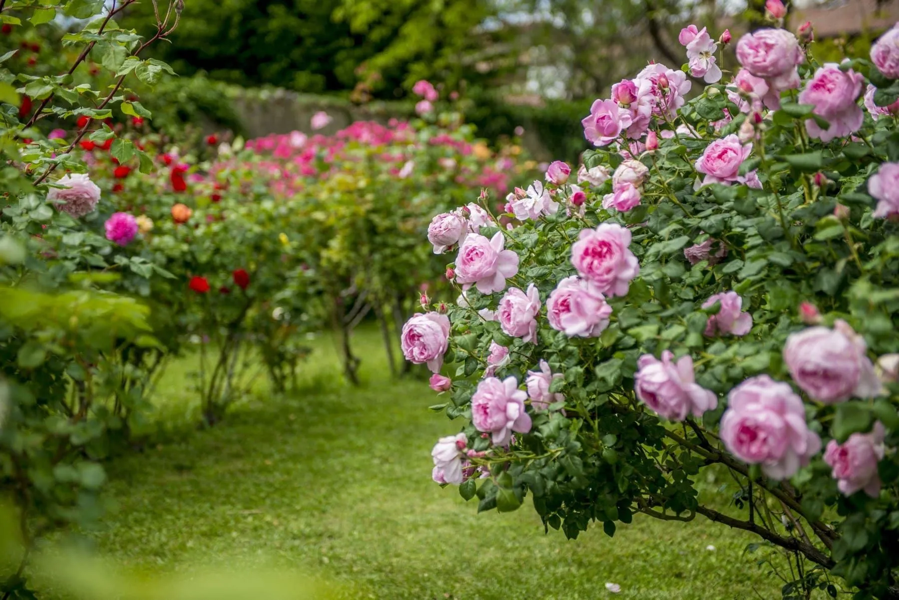 Giardino e visite