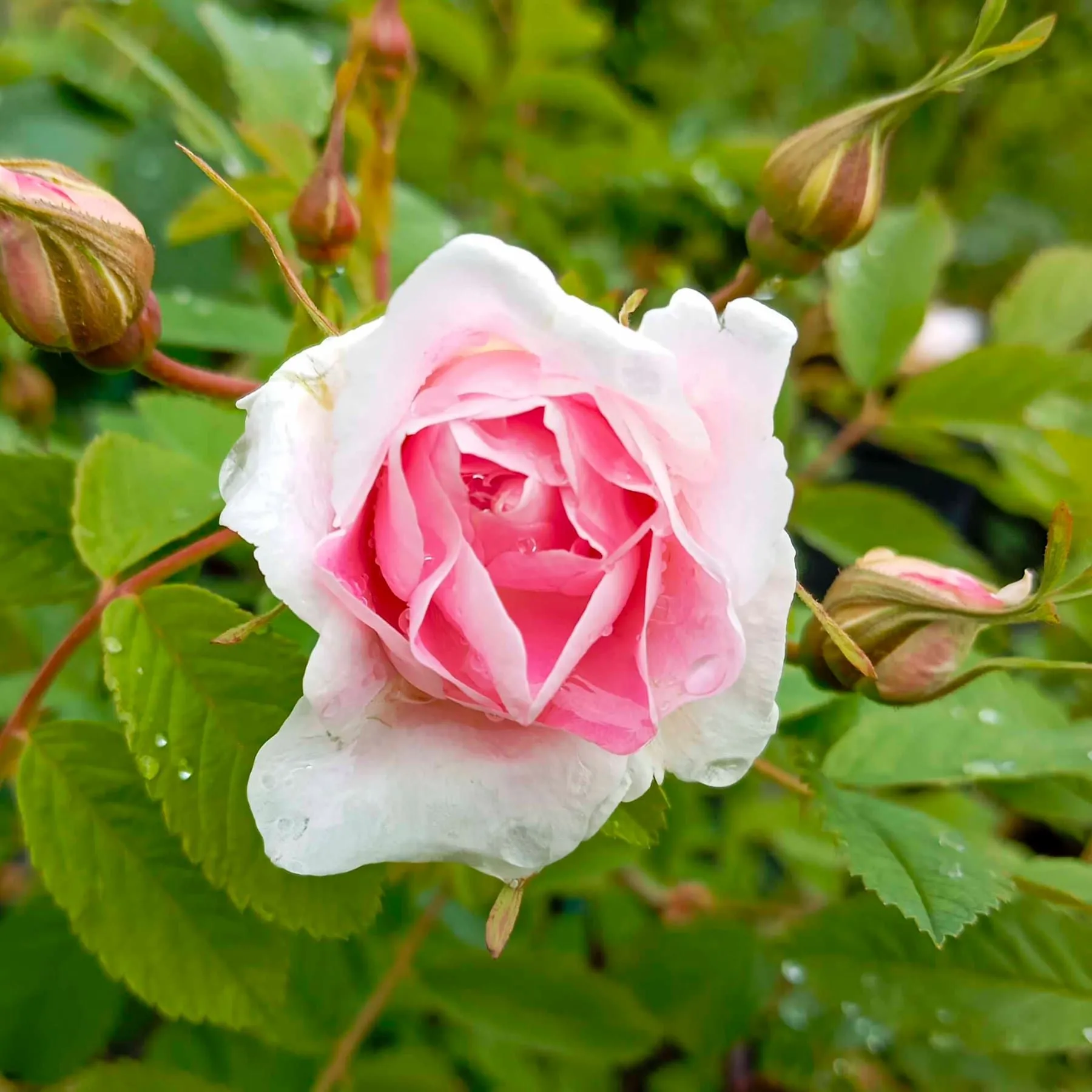 Vivaio delle rose